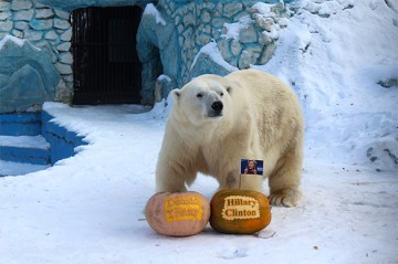 Животные, которые уже сделали свой выбор: кто станет новым президентом США?