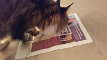 Животные, которые уже сделали свой выбор: кто станет новым президентом США?