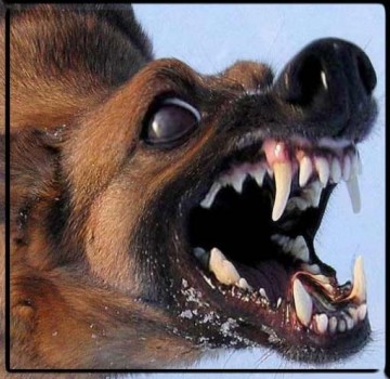 Шавки чуют кровь. Алексей Куракин