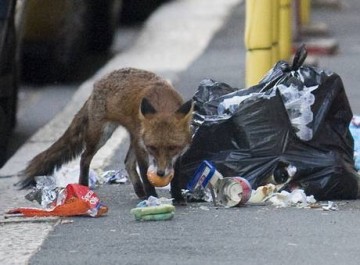 Факты о Британии, которые вы не знали