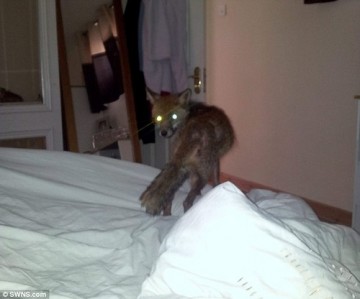 Факты о Британии, которые вы не знали