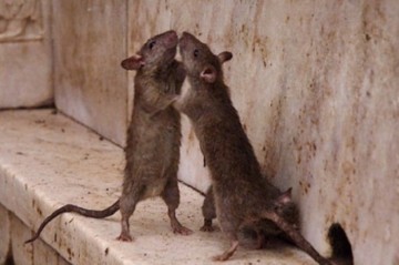 Во Львове протесты против «мусорного эпицентра»: патриоты боятся нашествия крыс и тараканов