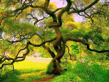 Европейские чудеса для Украины