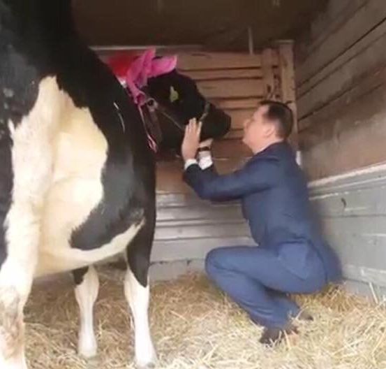 Стремительно теряющий вес Мосийчук на День рождения Ляшко подарил корову
