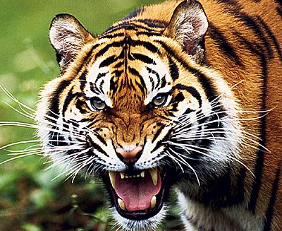 Из-за повестки в военкомат николаевец покончил жизнь самоубийством, прыгнув в вольер с тиграми в зоопарке