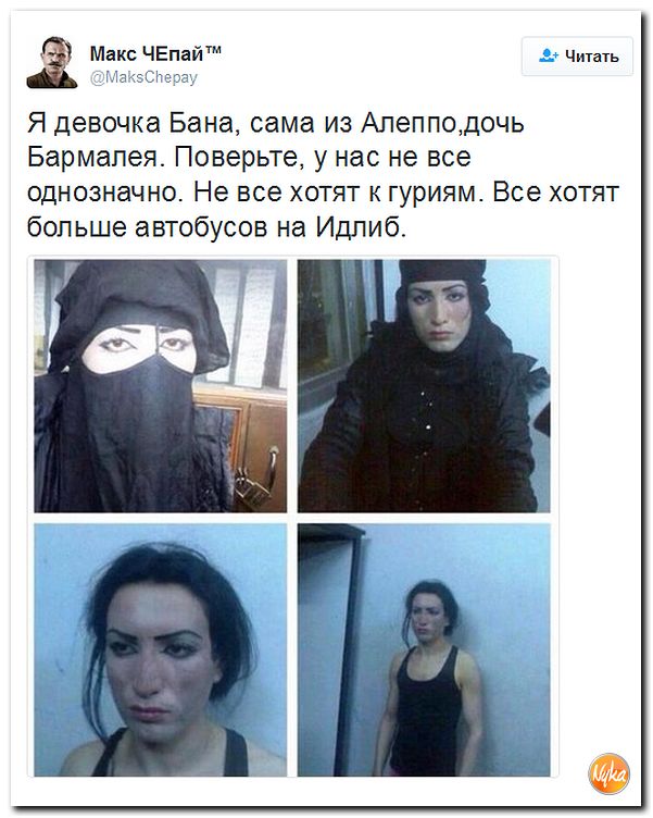 "Мыздобулы" в картинках. Смешных и не очень... 10-12-2016 "Мыздобулы" в картинках. Смешных и не очень... 10-12-2016