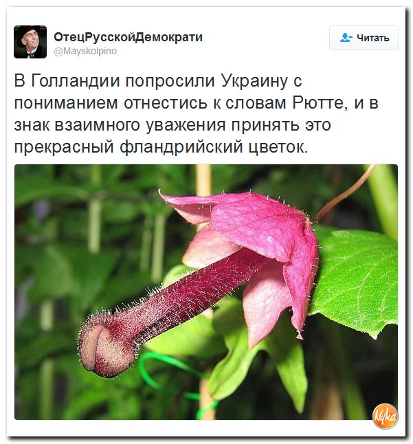 "Мыздобулы" в картинках. Смешных и не очень... 13-12-2016 "Мыздобулы" в картинках. Смешных и не очень... 13-12-2016