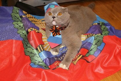 В ЛНР выбрали самого патриотичного кота