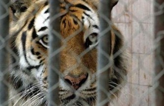 В клетку к тиграм без АТО