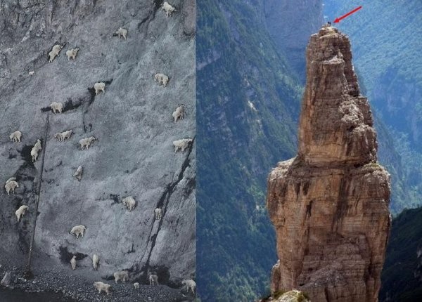 Паркур горных козлов. Цикл Братья наши меньшие Паркур горных козлов. Цикл Братья наши меньшие