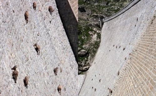 Паркур горных козлов. Цикл Братья наши меньшие Паркур горных козлов. Цикл Братья наши меньшие