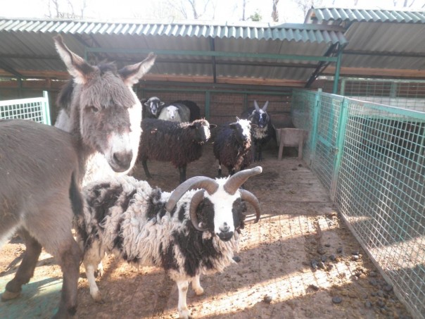 Мне из Киева написал человек