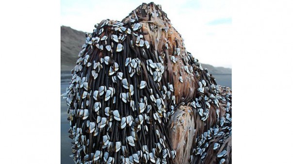 Монстр с дредами или ёлка: в соцсетях гадают о странной находке в Новой Зеландии Монстр с дредами или ёлка: в соцсетях гадают о странной находке в Новой Зеландии