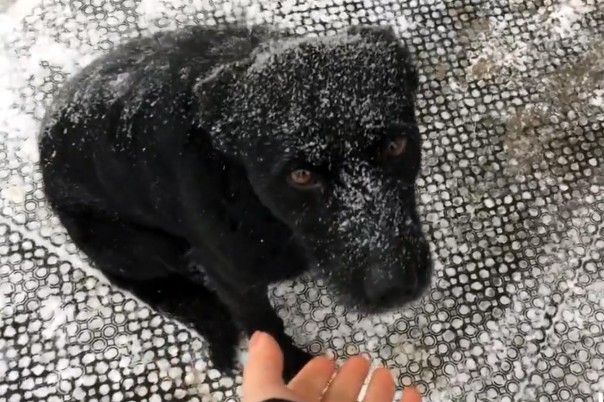 В Уфе «Хатико» преданно ждет своего хозяина