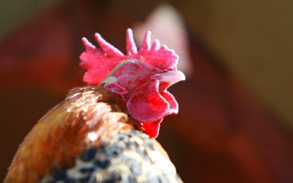 Год огненного петуха