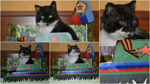 В ЛНР выбрали самого патриотичного кота В ЛНР выбрали самого патриотичного кота