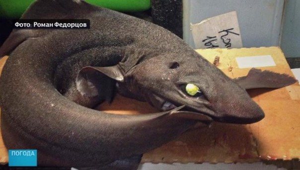 Мурманский моряк шокировал соцсети фотографиями морских чудовищ