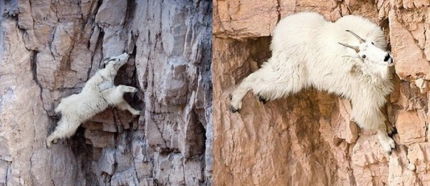 Паркур горных козлов. Цикл Братья наши меньшие Паркур горных козлов. Цикл Братья наши меньшие