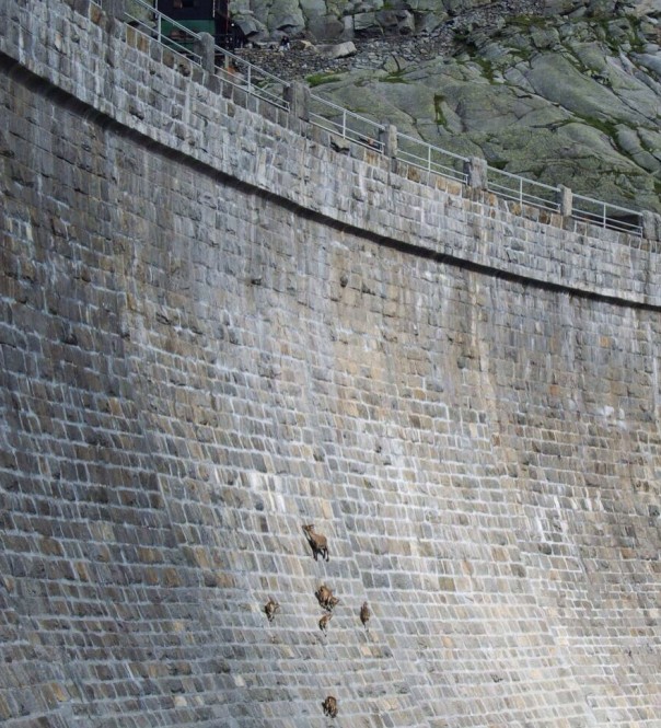 Паркур горных козлов. Цикл Братья наши меньшие Паркур горных козлов. Цикл Братья наши меньшие