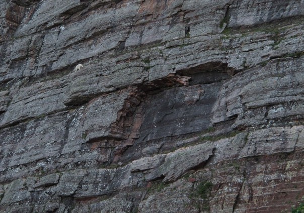 Паркур горных козлов. Цикл Братья наши меньшие Паркур горных козлов. Цикл Братья наши меньшие
