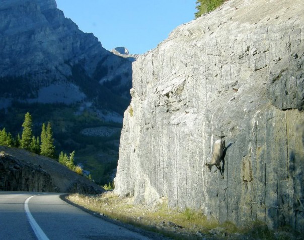 Паркур горных козлов. Цикл Братья наши меньшие Паркур горных козлов. Цикл Братья наши меньшие