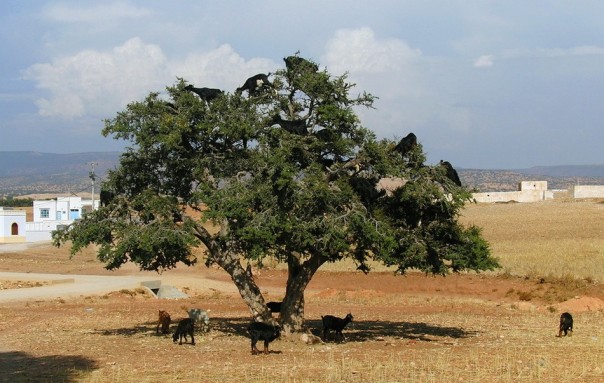 Паркур горных козлов. Цикл Братья наши меньшие Паркур горных козлов. Цикл Братья наши меньшие
