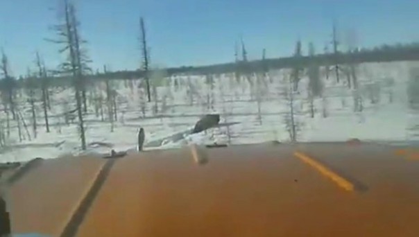 В Якутии вахтовики на "Уралах" жестоко убили медведя