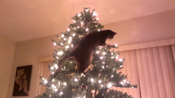 Непростые отношения кошки и новогодней елки Непростые отношения кошки и новогодней елки