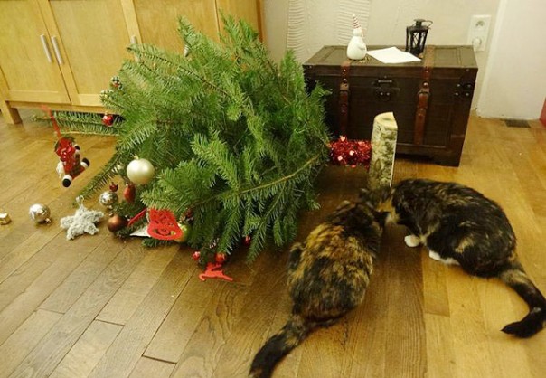 Непростые отношения кошки и новогодней елки Непростые отношения кошки и новогодней елки