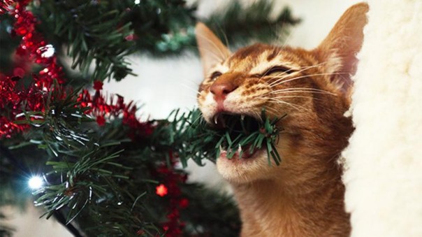 Непростые отношения кошки и новогодней елки Непростые отношения кошки и новогодней елки