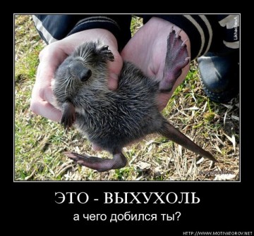 Про выхухоль