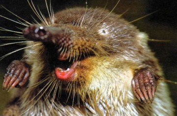 Про выхухоль