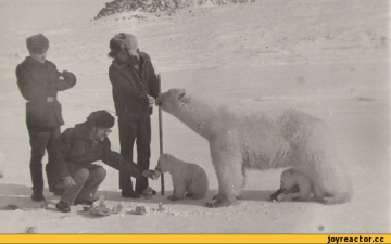 Полярники и медведи