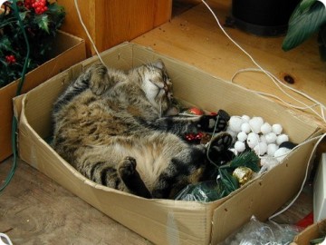 Непростые отношения кошки и новогодней елки