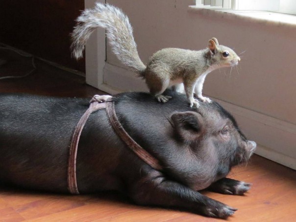 "Мыздобулы" в картинках. Смешных и не очень... 06-01-2017