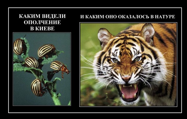 Про "сепаров". Посвящается житомирским патриотам.