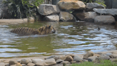 Утка "затроллила" тигра в австралийском зоопарке