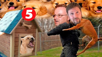 Собаки канала Порошенко