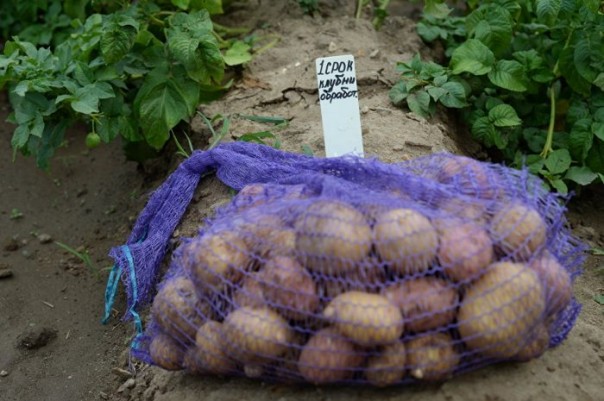 ГОСТ для экопродукции — новый стимул для отечественного производителя