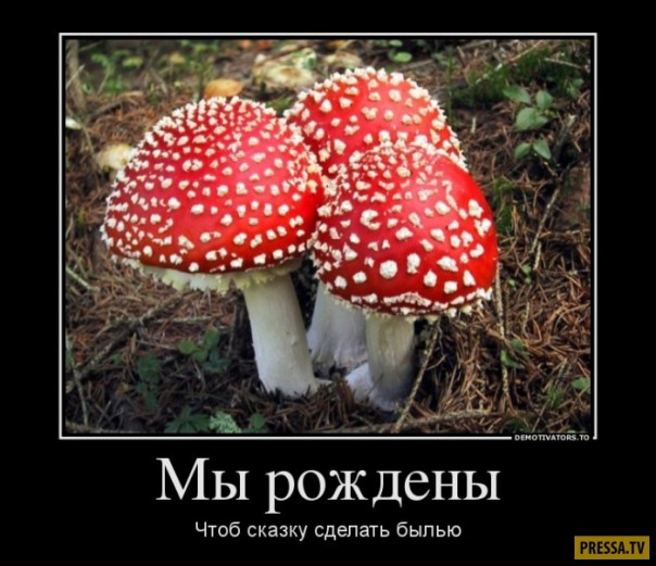 "Мыздобулы" в картинках. Смешных и не очень... 06-01-2017