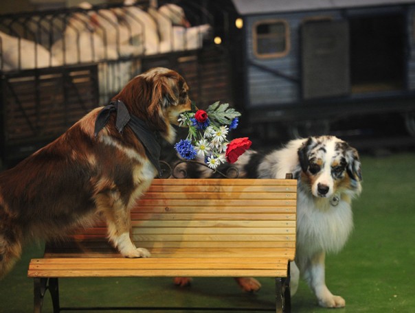 Московский театр зверей имени Дурова празднует 105-летие Московский театр зверей имени Дурова празднует 105-летие