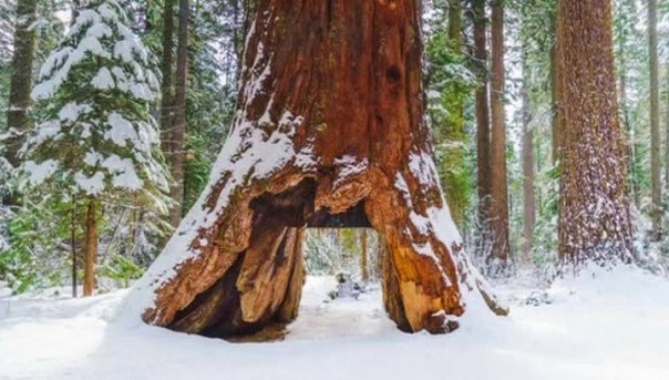 В Калифорнии рухнула известная на весь мир секвойя с тоннелем в стволе