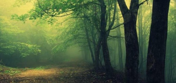 Не лесной кислород