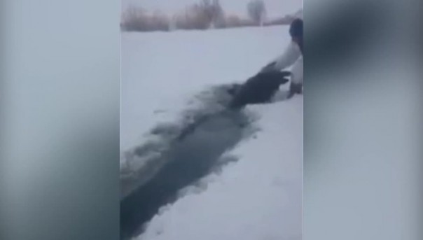 Сходил на зайцев порыбачить - трёх кабанов вытащил!