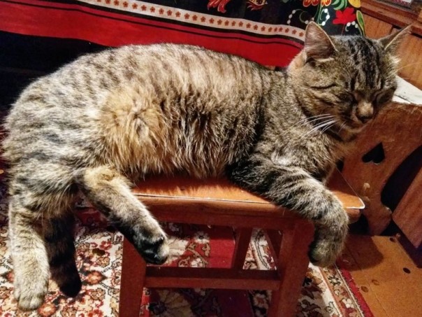 Эх, брошу всё и уеду в деревню: после просмотра этих фото вы подумаете то же самое! Эх, брошу всё и уеду в деревню: после просмотра этих фото вы подумаете то же самое!