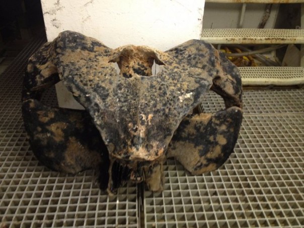 Невероятные монстры: российский моряк публикует снимки самых диковинных существ, попадающих в сети