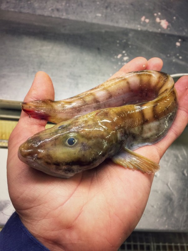 Невероятные монстры: российский моряк публикует снимки самых диковинных существ, попадающих в сети