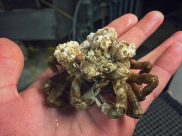 Невероятные монстры: российский моряк публикует снимки самых диковинных существ, попадающих в сети