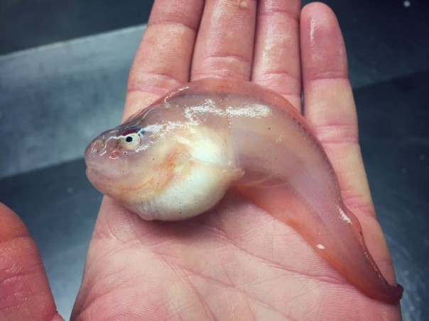 Невероятные монстры: российский моряк публикует снимки самых диковинных существ, попадающих в сети