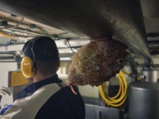 Невероятные монстры: российский моряк публикует снимки самых диковинных существ, попадающих в сети